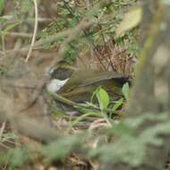 Image of Green-striped Brush Finch