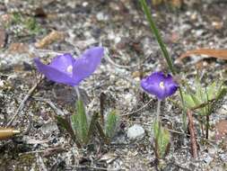 Image of Patersonia babianoides Benth.