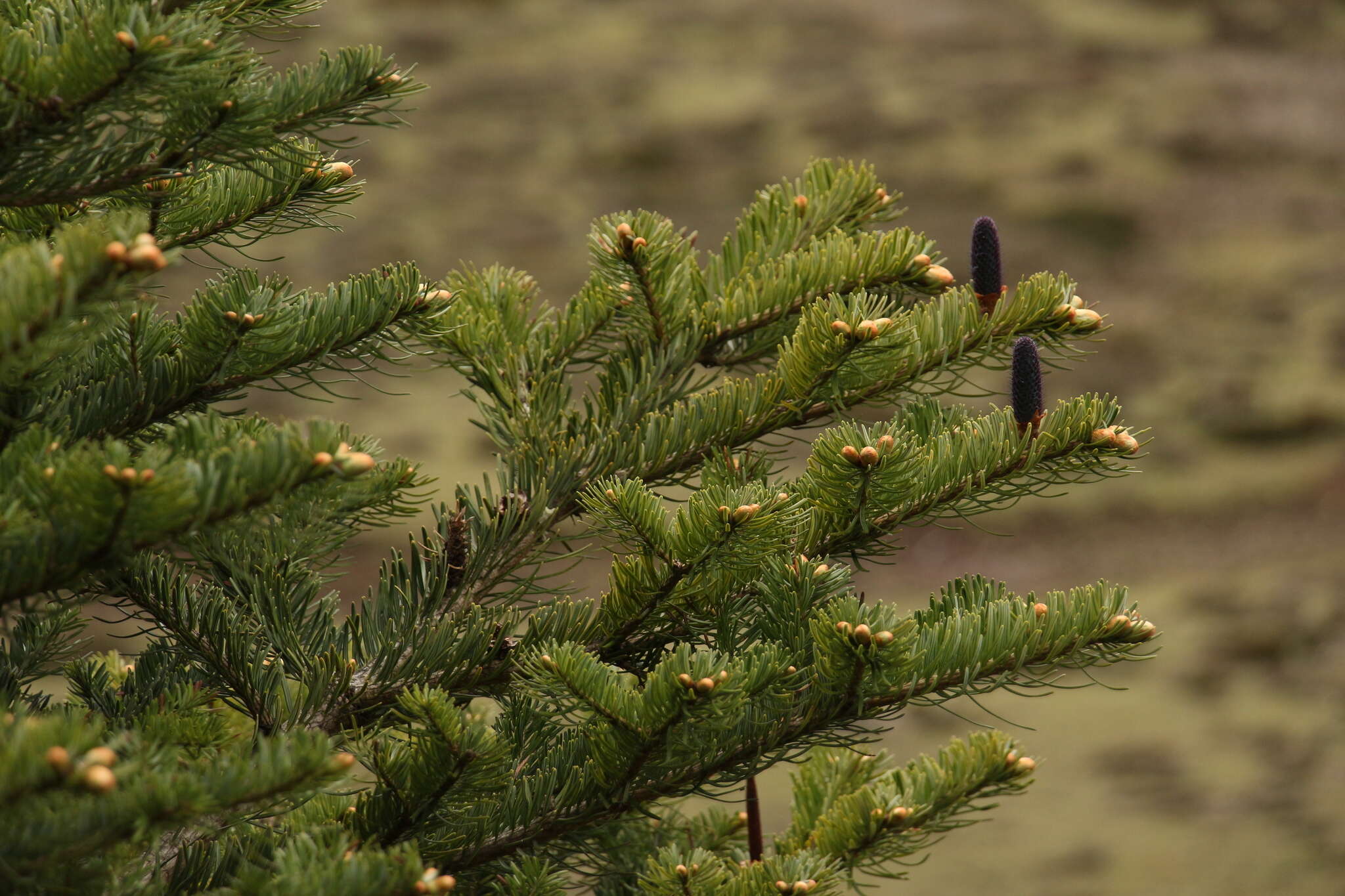 Image of Bhutan Fir