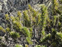 Image de Heliotropium stenophyllum Hook. & Arn.