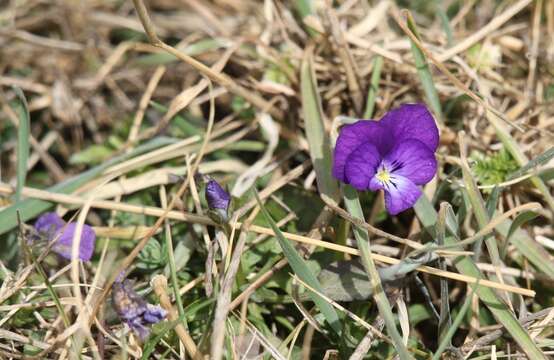 Image of Viola aethnensis Parl.