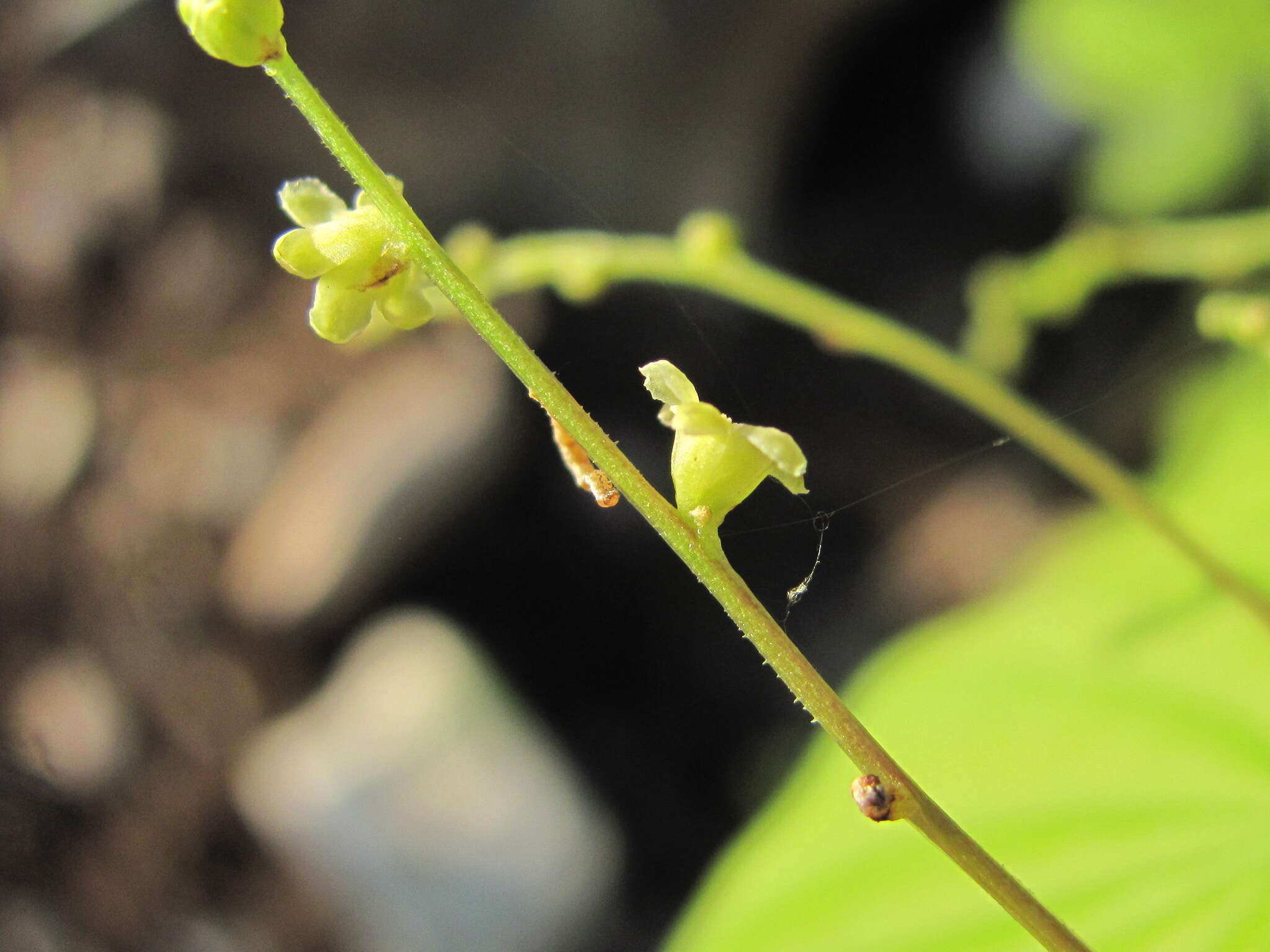 Dioscorea caucasica Lipsky的圖片