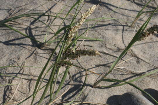 Imagem de Panicum racemosum (P. Beauv.) Spreng.