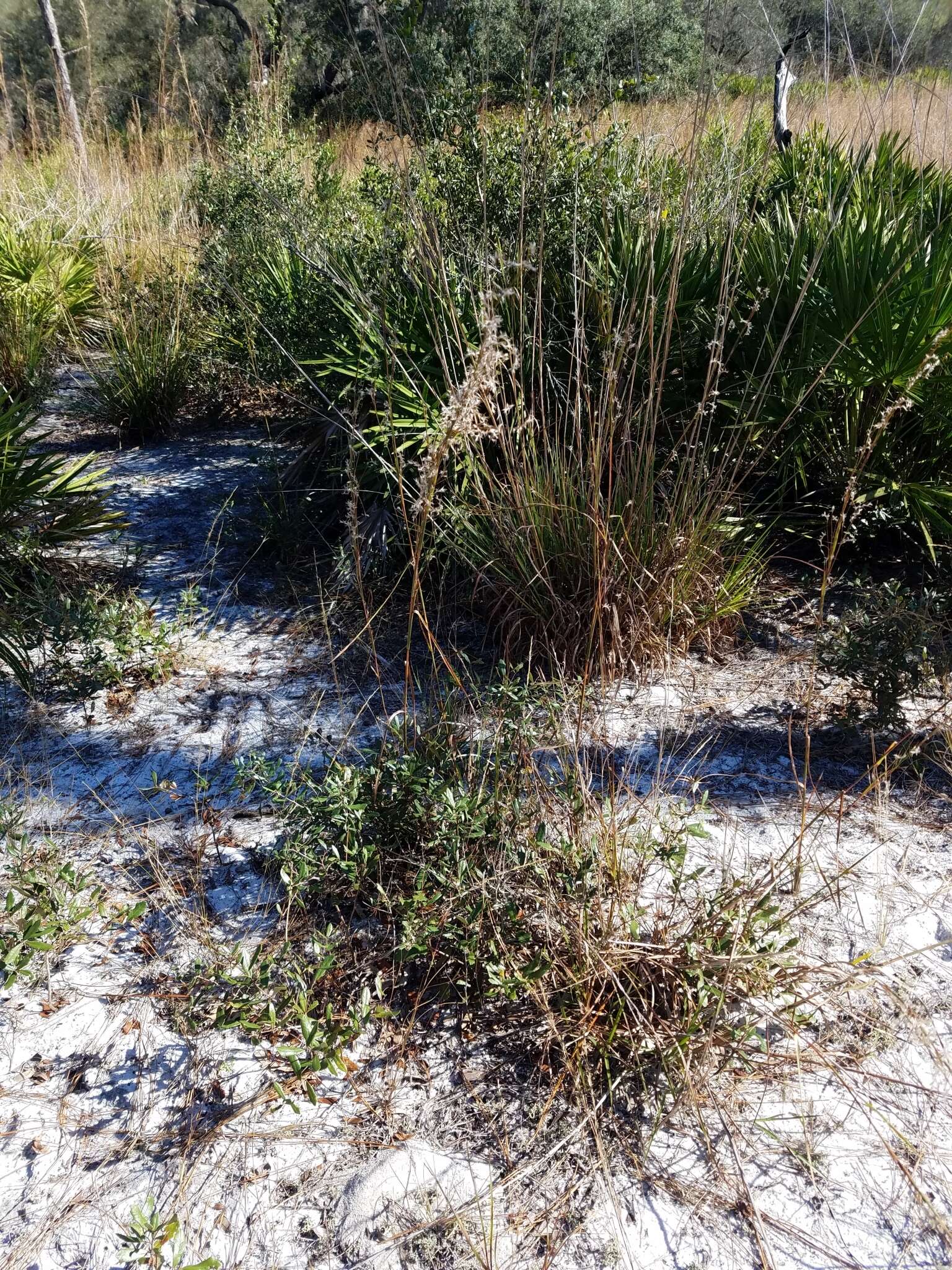 Imagem de Schizachyrium stoloniferum Nash