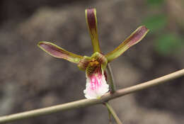 Image of Eulophia petersii (Rchb. fil.) Rchb. fil.