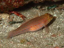 Gobius xanthocephalus Heymer & Zander 1992的圖片