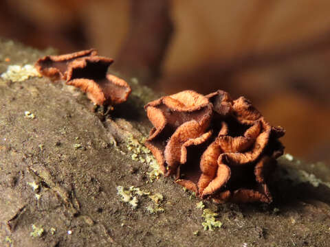 Imagem de Encoelia tiliacea (Fr.) P. Karst. 1871