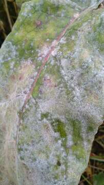 Image of Powdery mildew