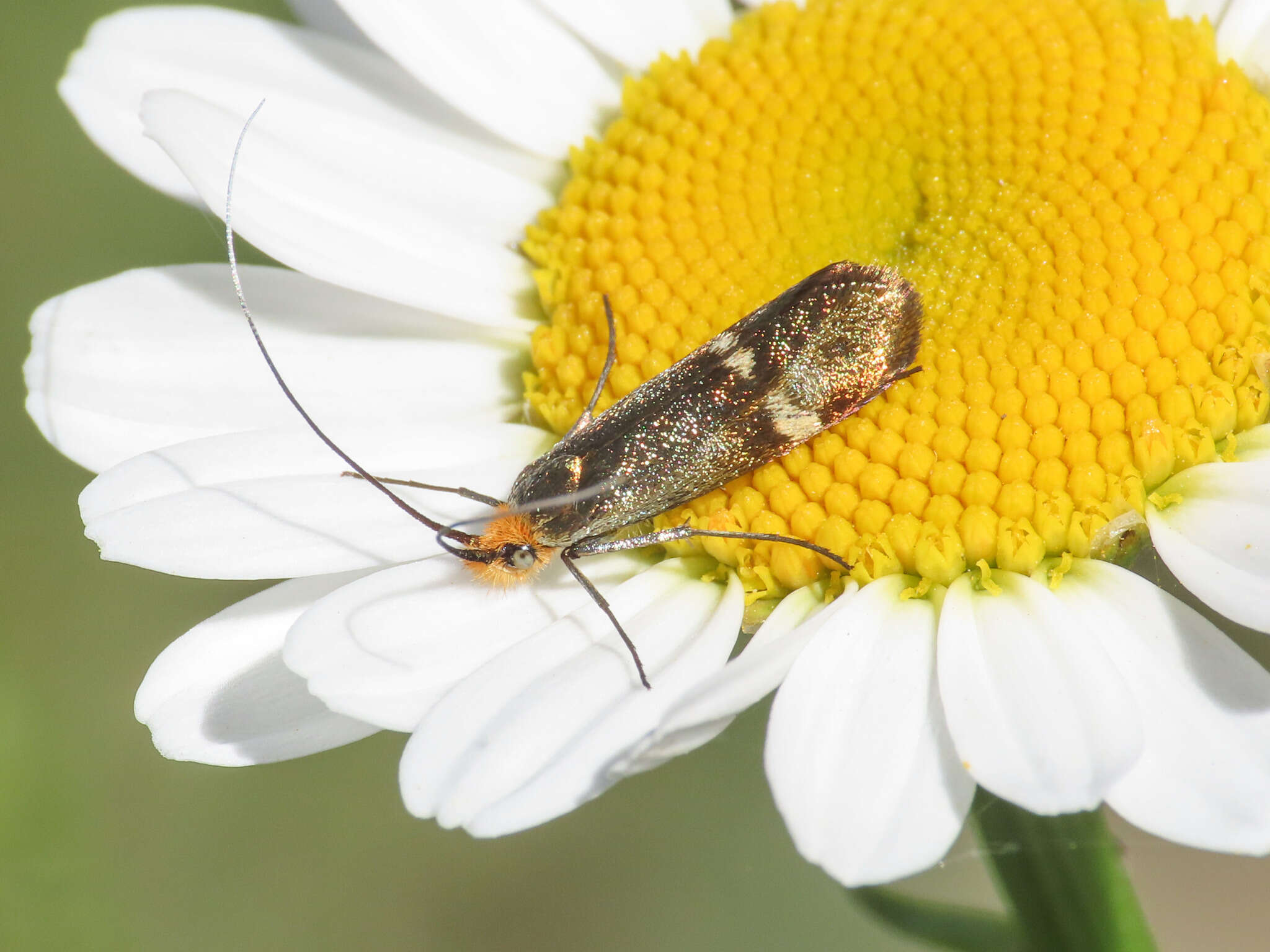 Слика од Nemophora raddaella Hübner 1793