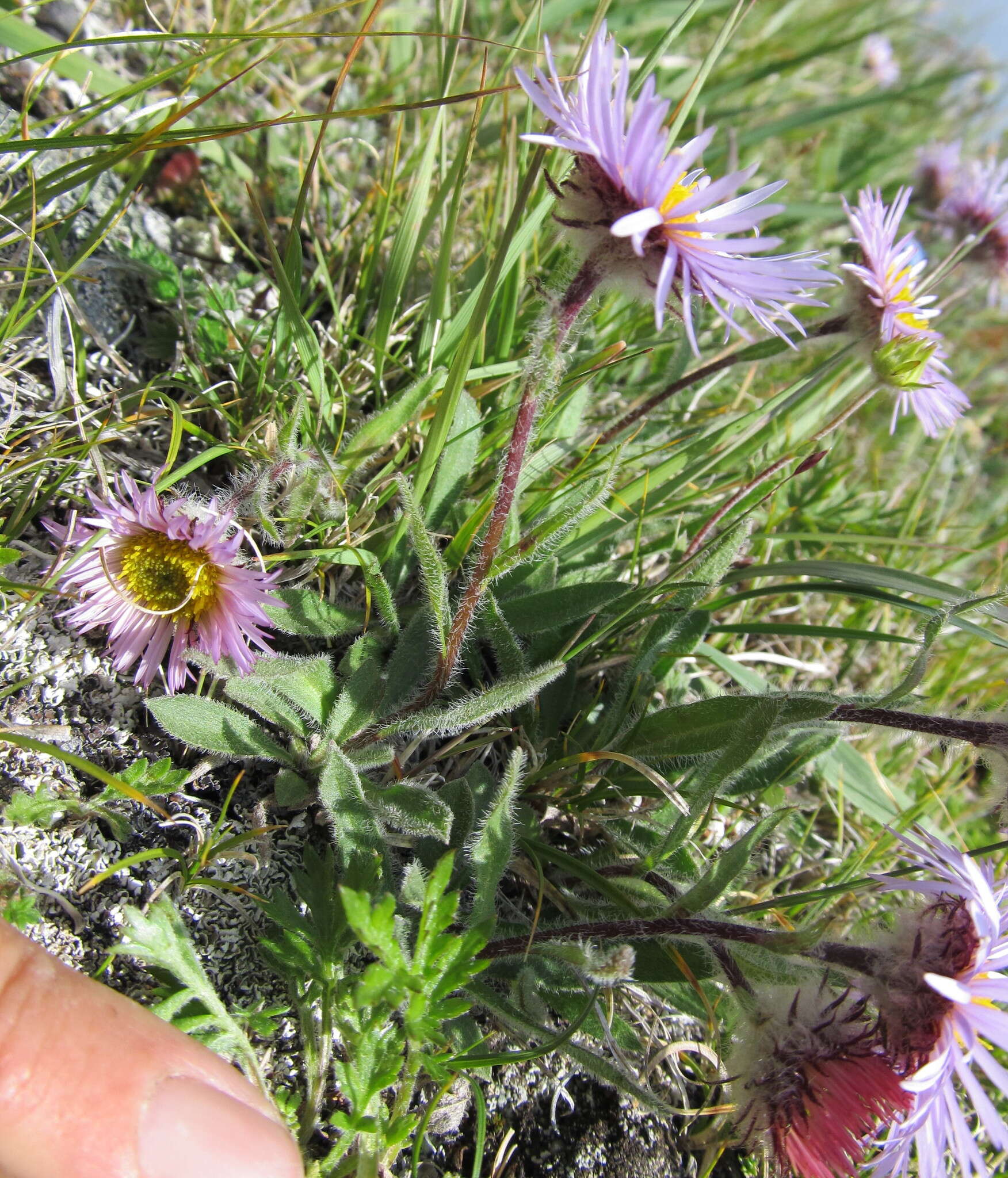 Image de Erigeron porsildii G. L. Nesom & D. F. Murray