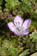 Image of Gentianella cerastioides (Kunth) Fabris