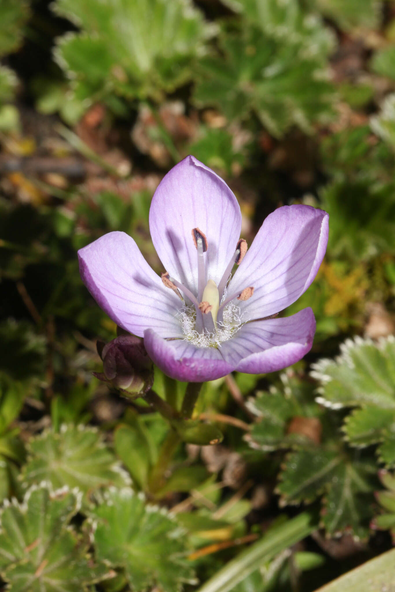 Image of Gentianella cerastioides (Kunth) Fabris