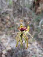 Image of Stumpy spider orchid