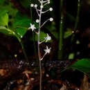 Sciaphila albescens Benth.的圖片