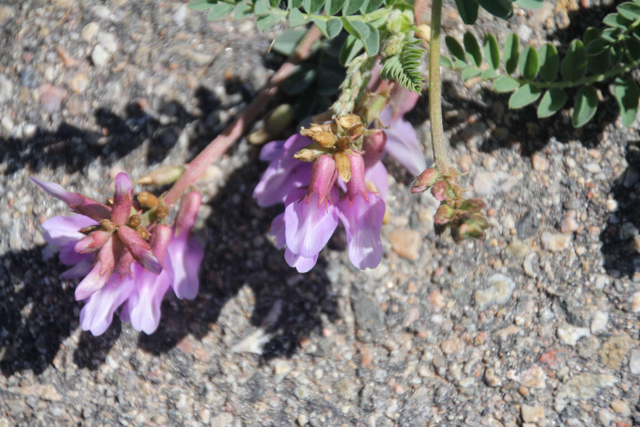 Imagem de Astragalus hallii A. Gray