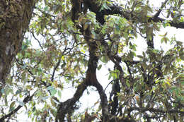 Image of Fulvous-breasted Woodpecker