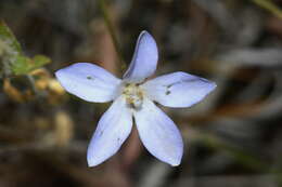 Wahlenbergia akaroa J. A. Petterson resmi