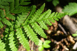 Image of Sahashia stricta (L.) Li Bing Zhang & Liang Zhang