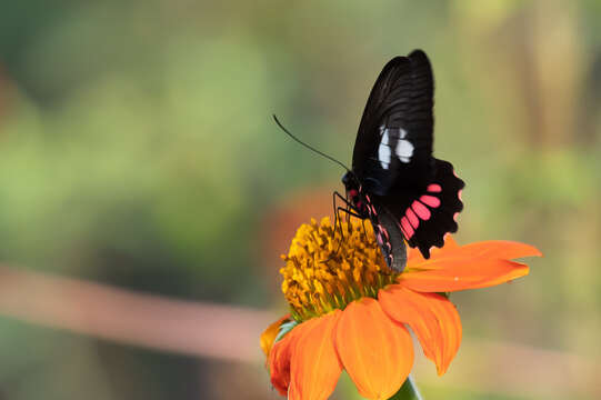 Image of Parides neophilus (Geyer 1837)