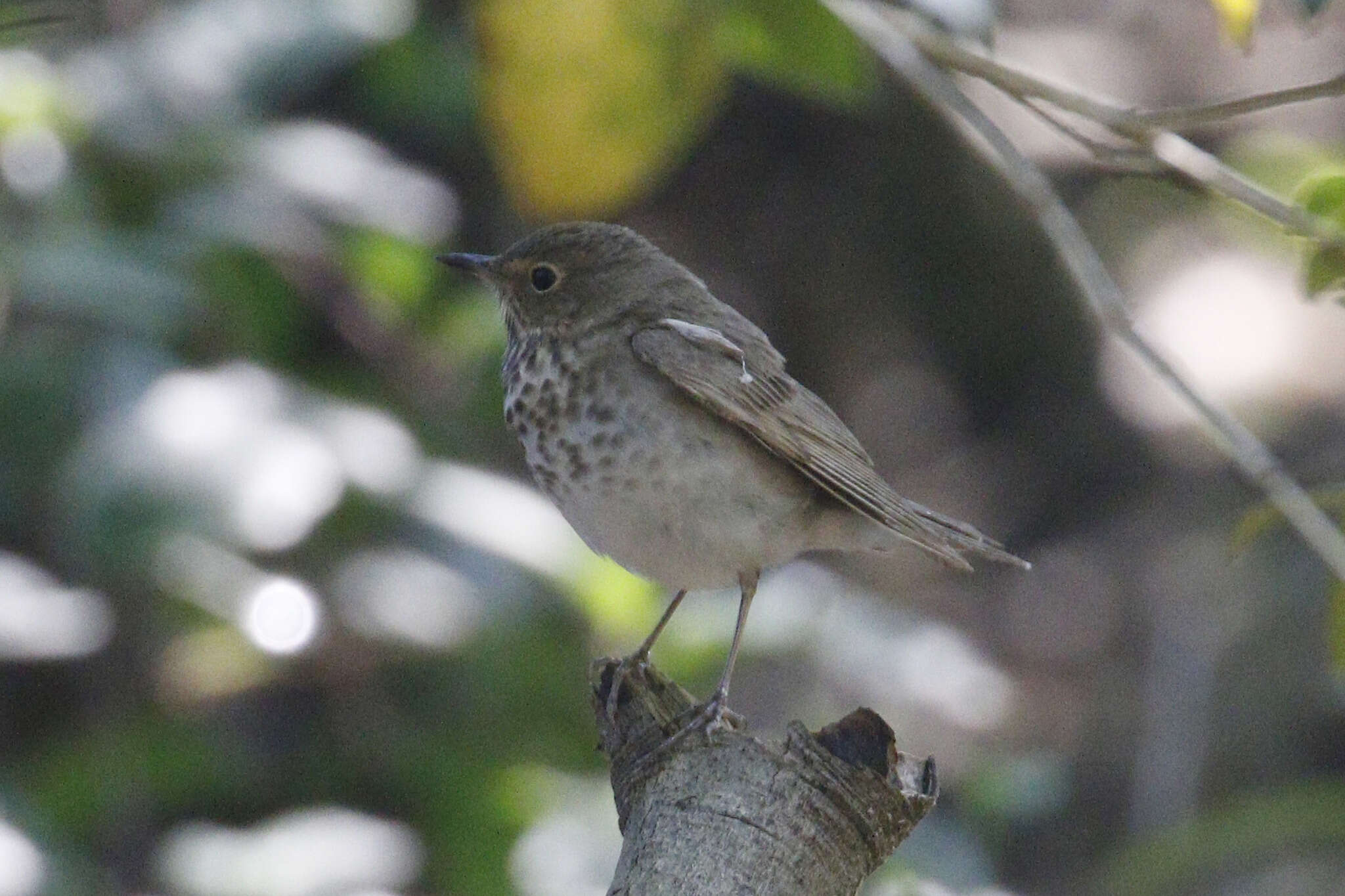 Image of Swainson's Thrush