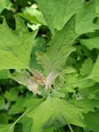 Chenopodium ucrainicum的圖片