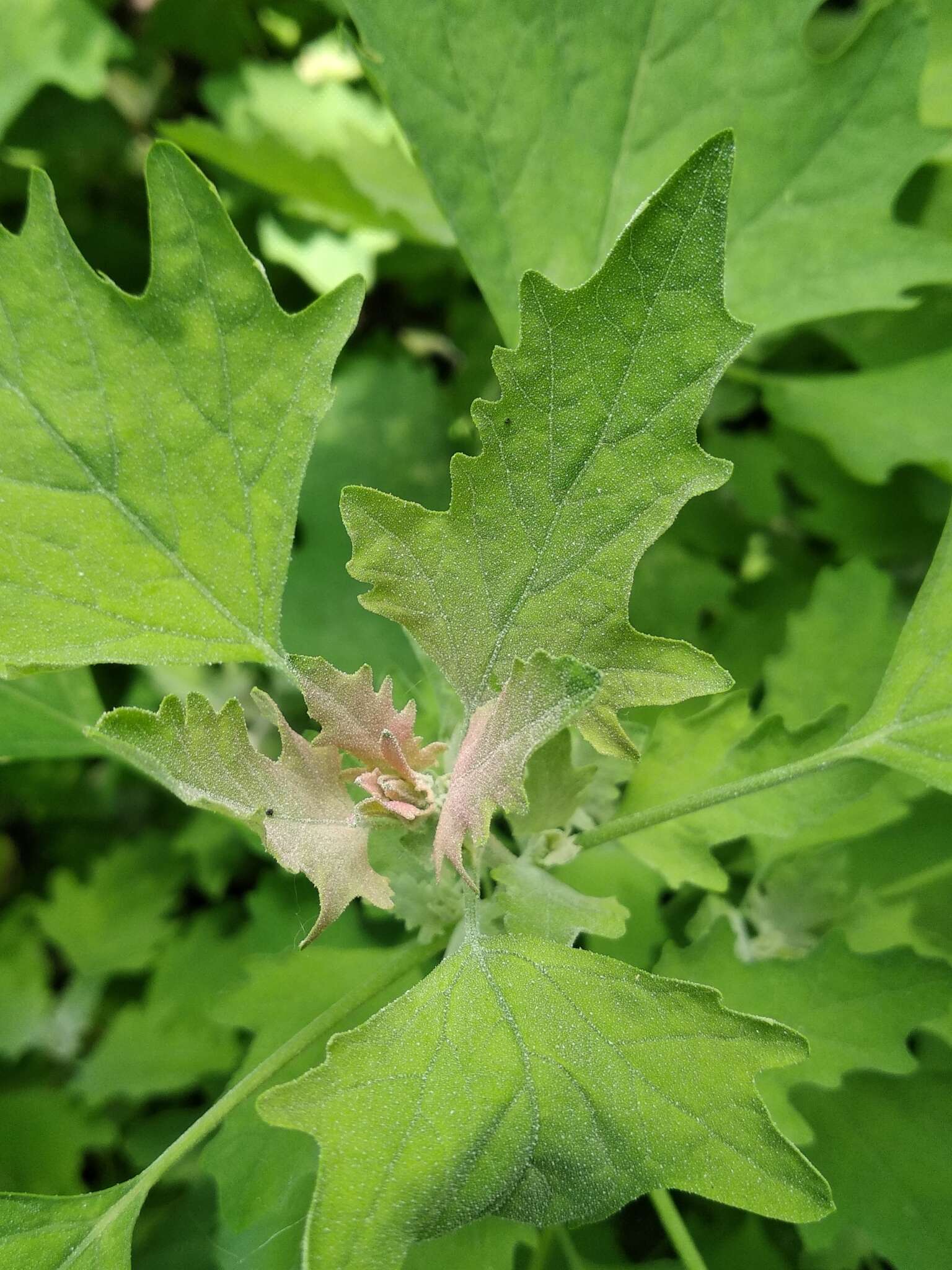 Chenopodium ucrainicum的圖片