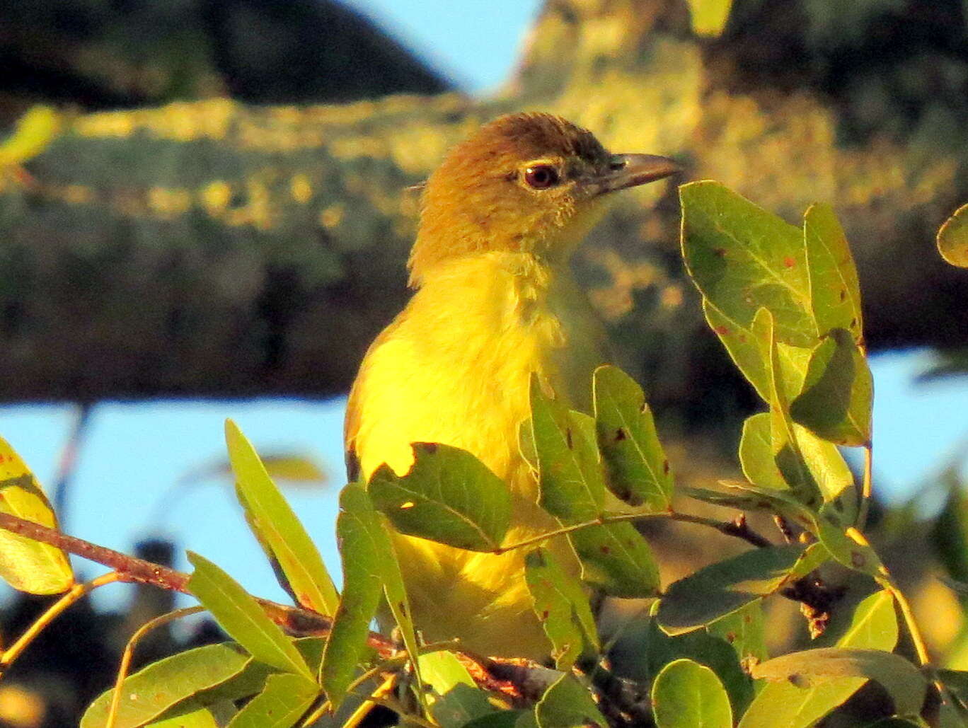 Imagem de Chlorocichla flaviventris flaviventris (Smith & A 1834)