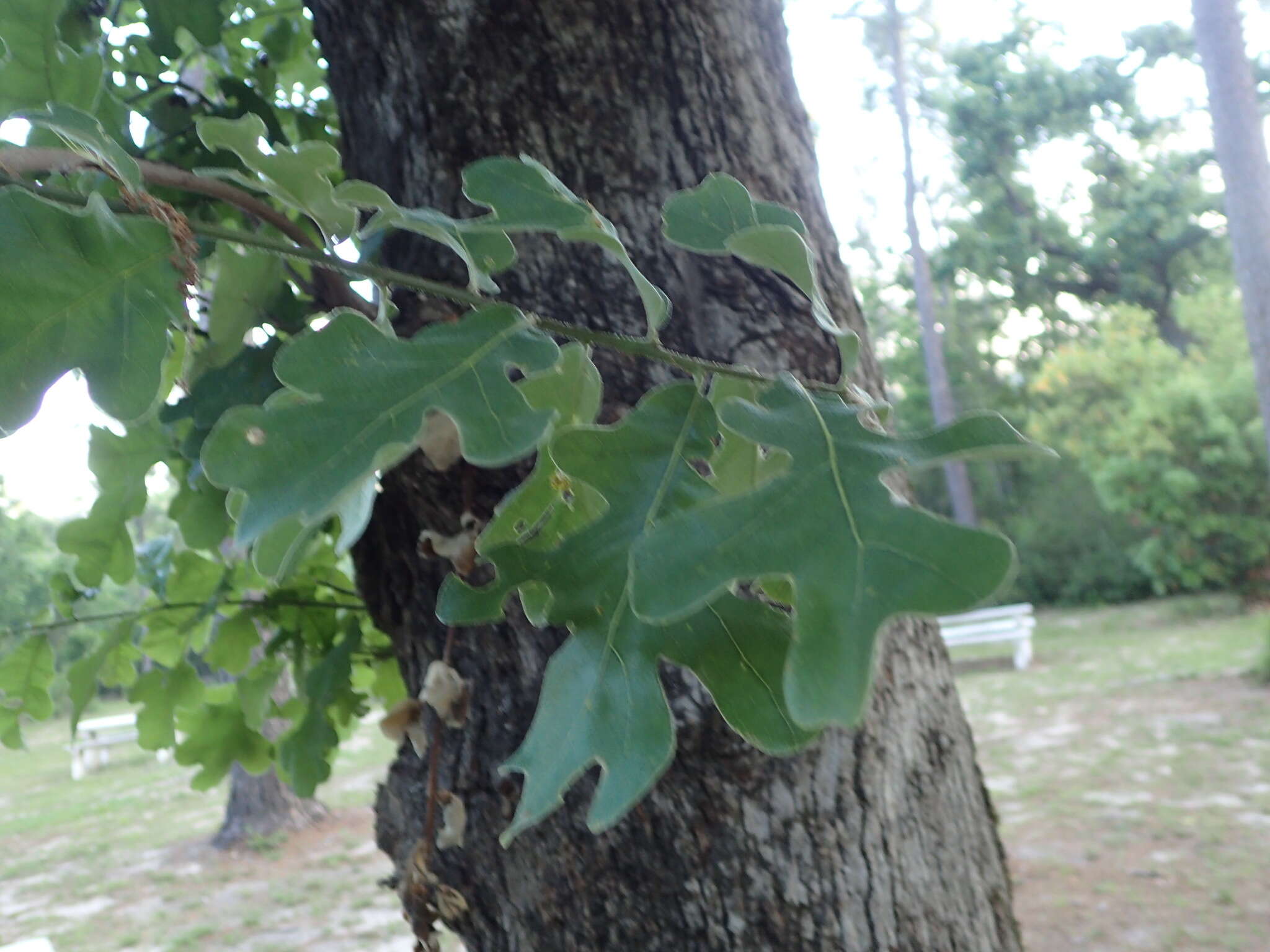 Image of Delta Post Oak