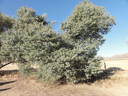 Image of cootamundra wattle