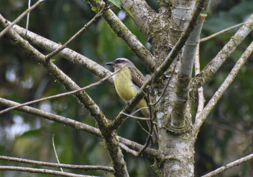 Image of Golden-crowned Flycatcher