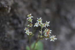 Plancia ëd Micranthes rufidula Small