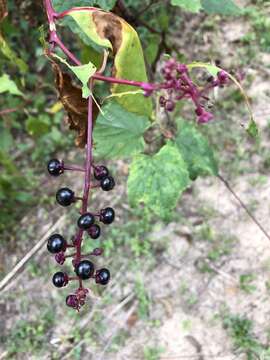 Image of Phytolacca americana var. americana