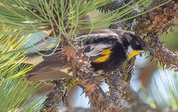 Image of Setophaga coronata goldmani