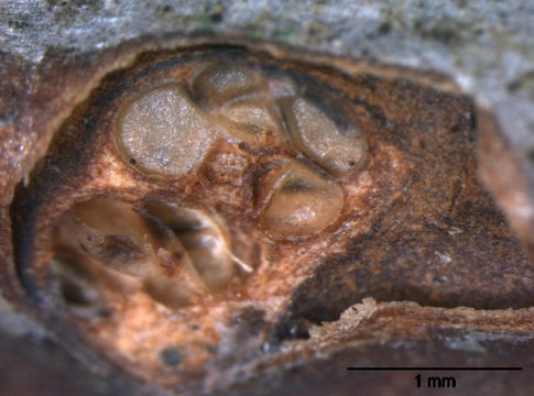 Image of Amphiporthe