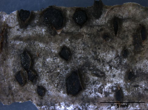 Image of Botryosphaeria