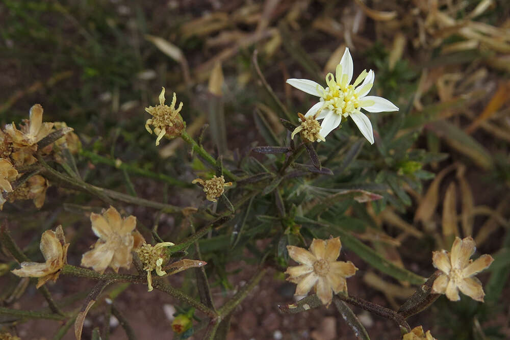 Image of Gutierrezia gilliesii Griseb.