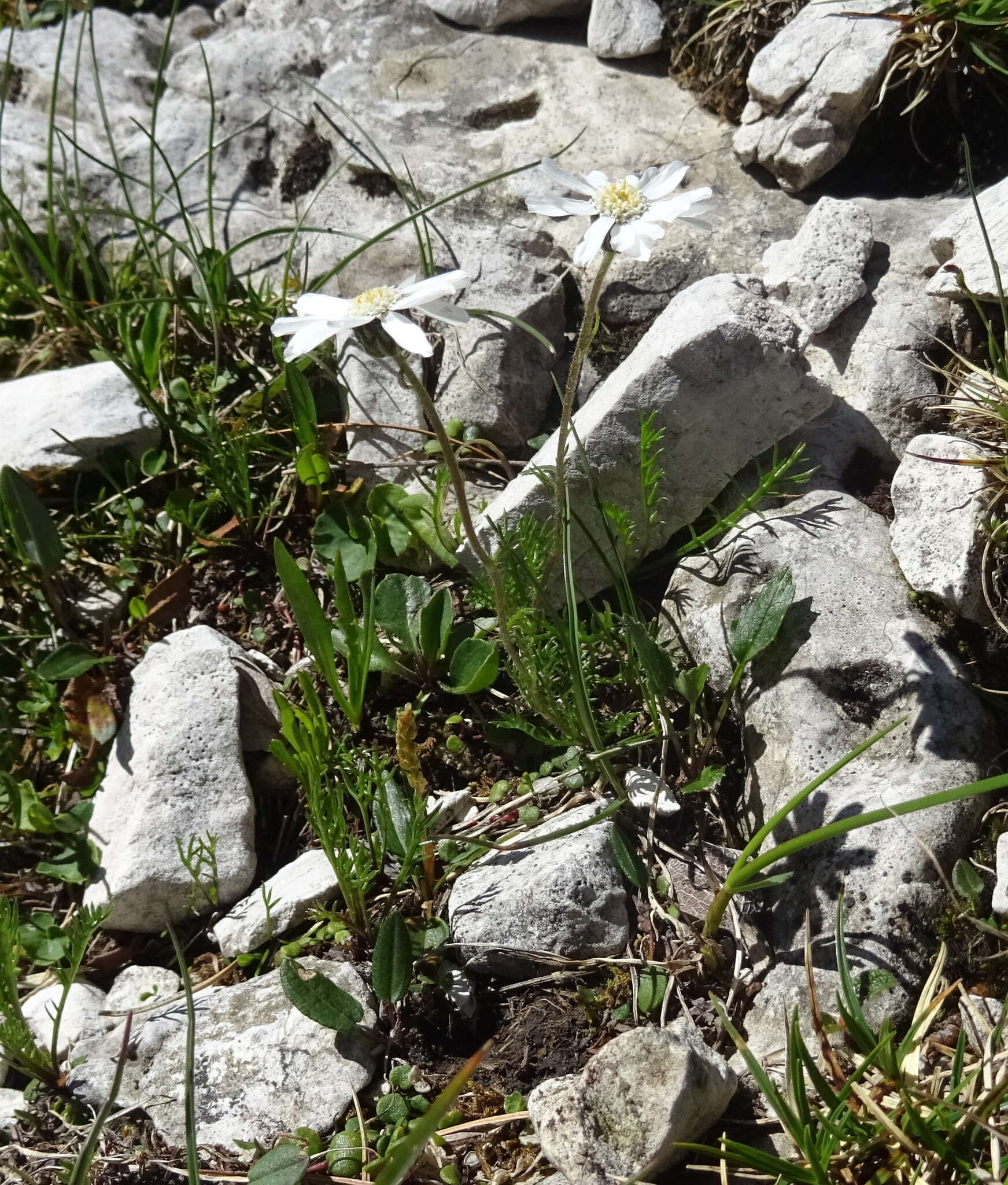 Слика од Achillea oxyloba (DC.) Sch. Bip.