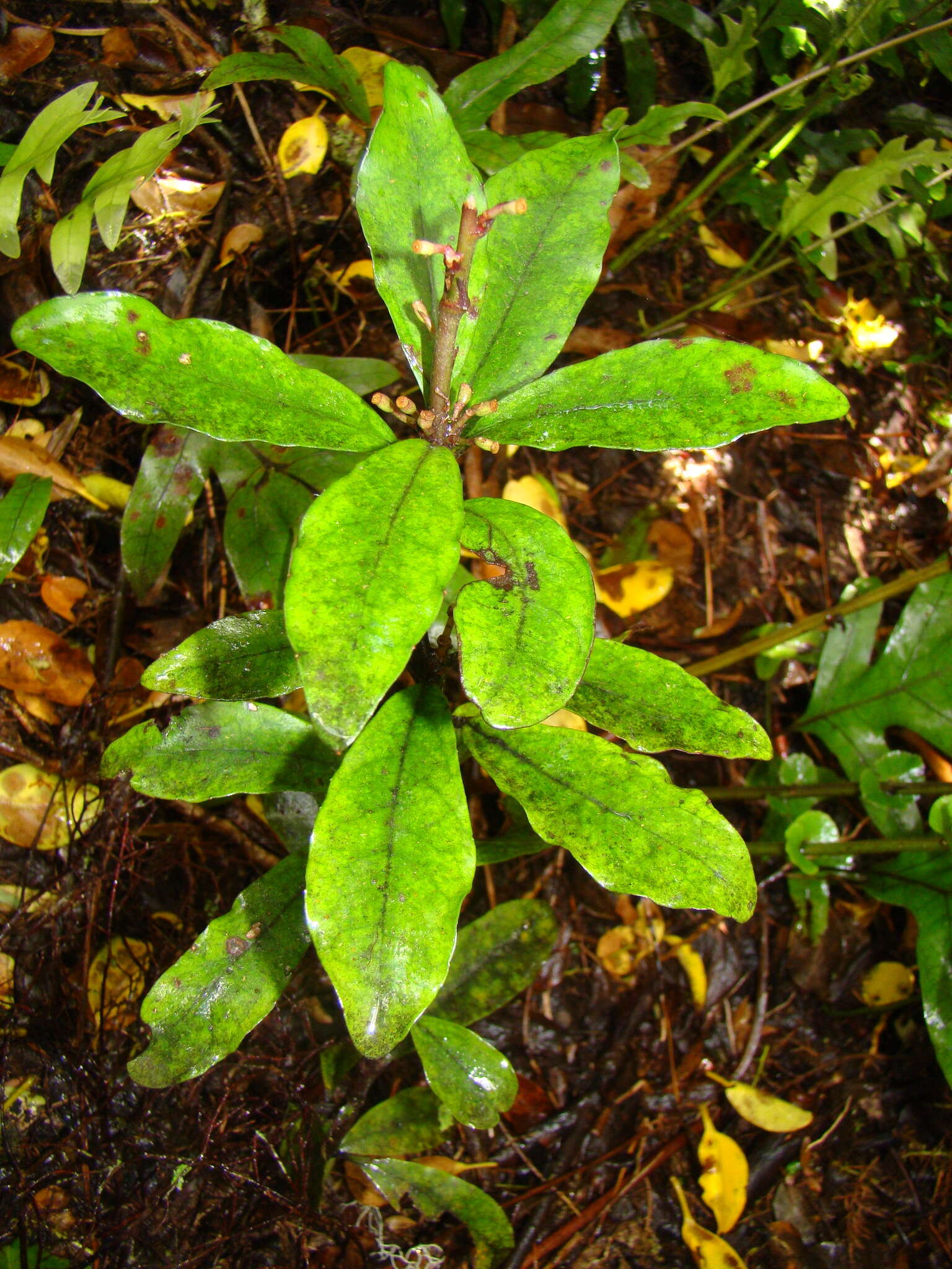 Image of Alseuosmia pusilla Colenso