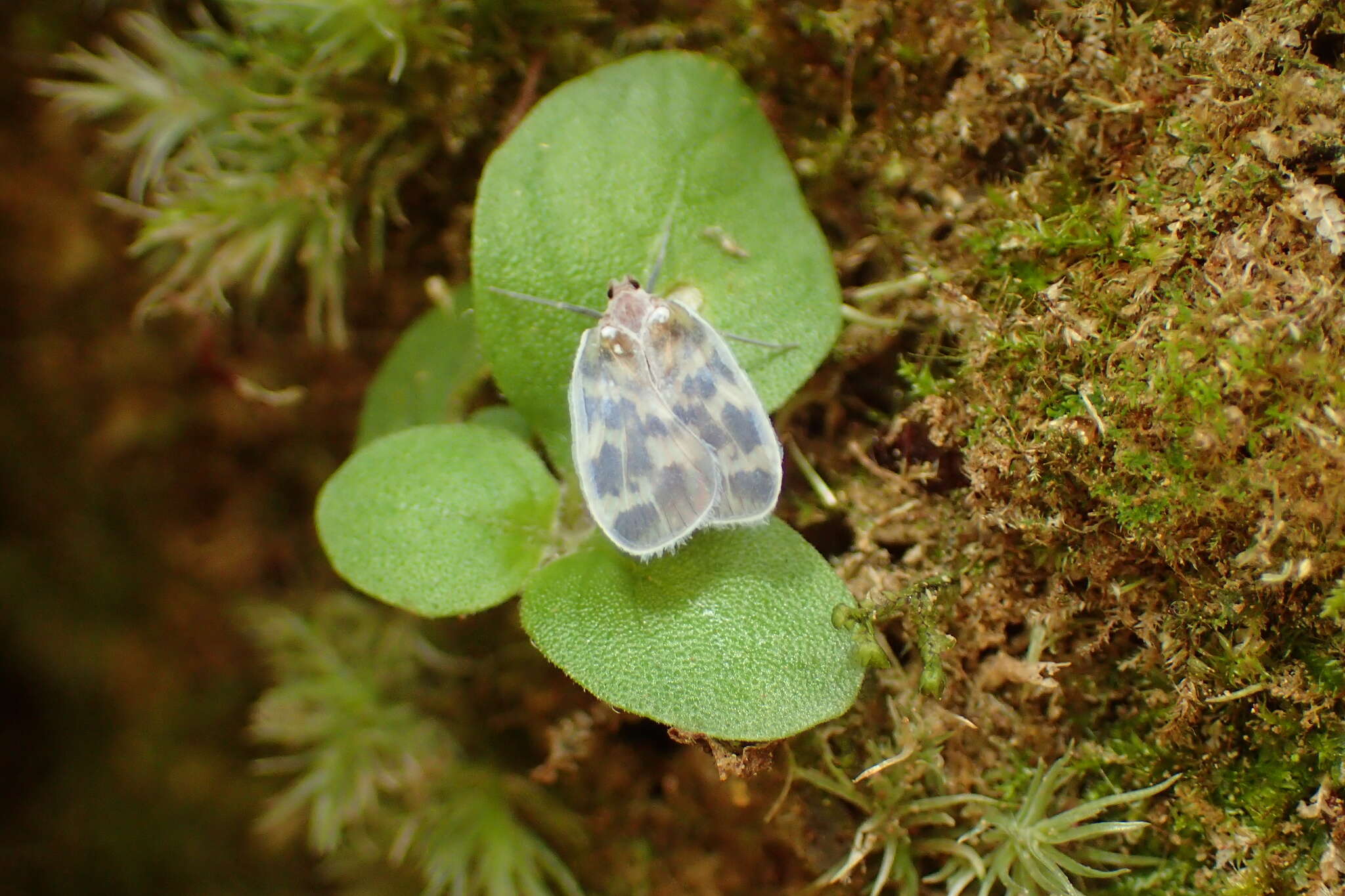 Image of Borysthenes maculatus (Matsumura 1914)