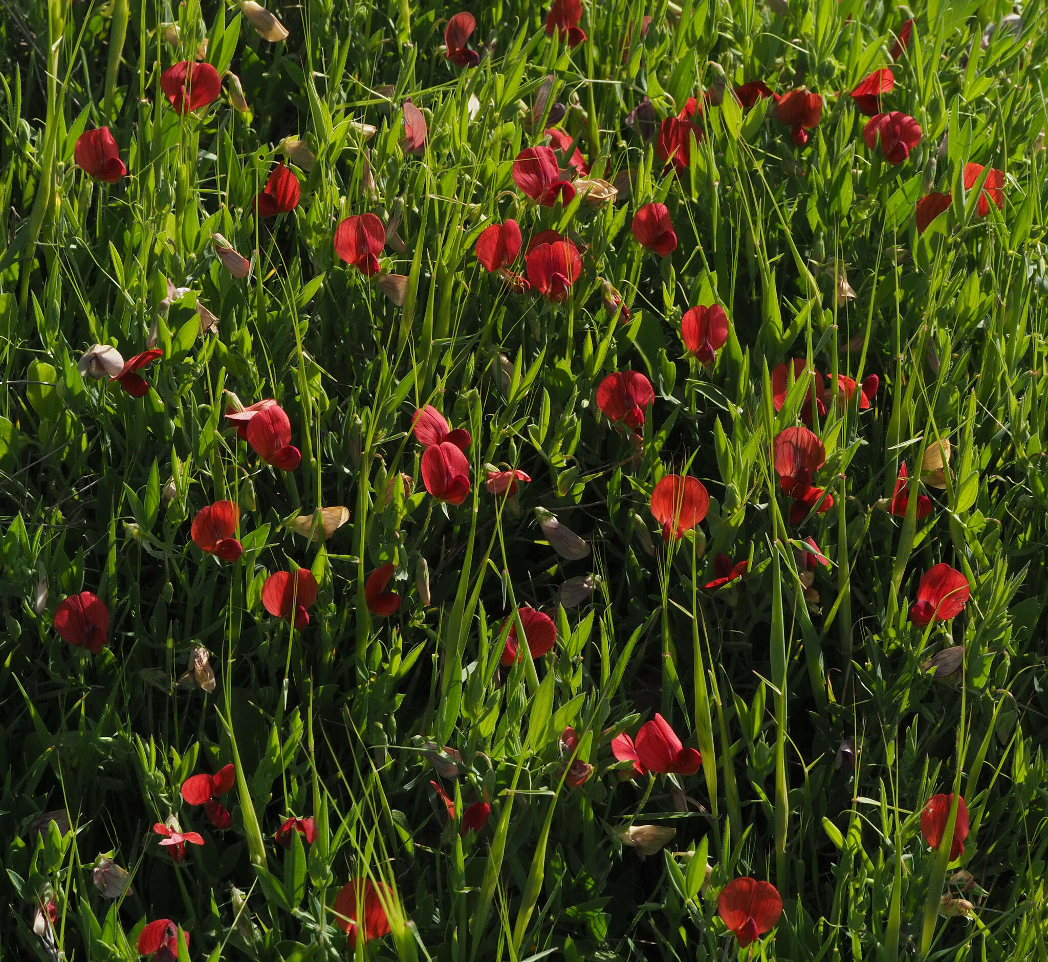 Imagem de Lathyrus pseudocicera Pamp.