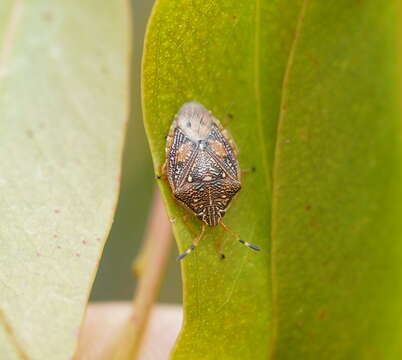 Image of <i>Anischys luteovarius</i>