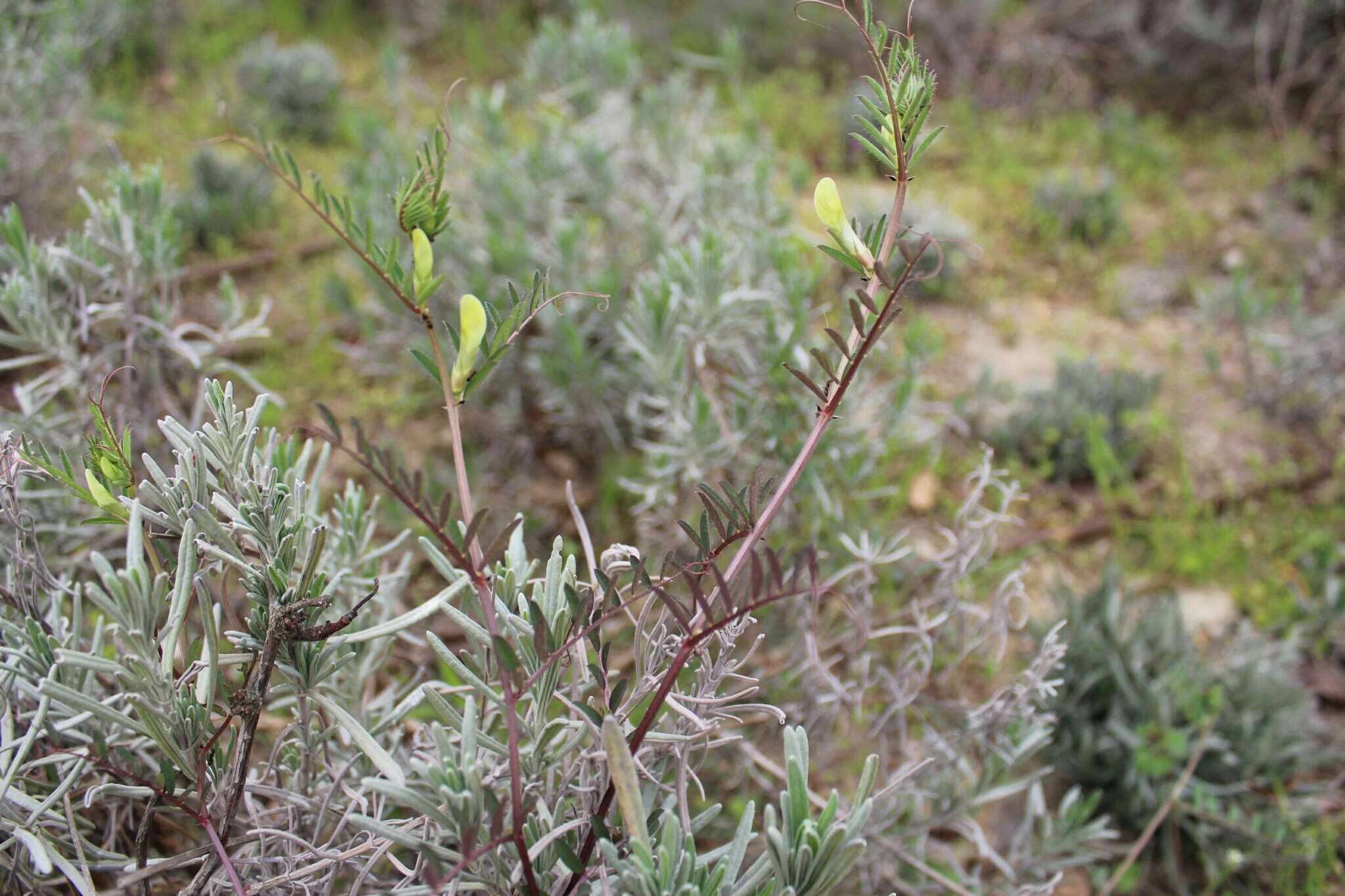 Image of smooth yellow vetch