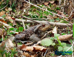 Image of Eichwald's Toad