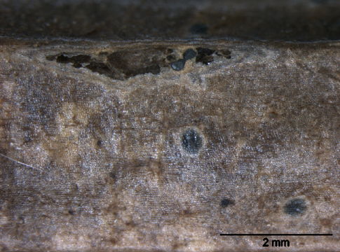 Image of Vialaeaceae