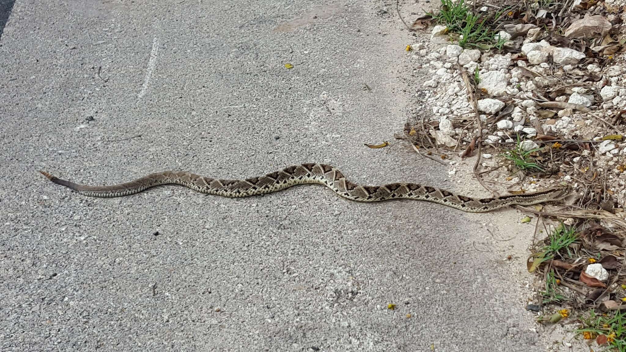 Imagem de Crotalus tzabcan Klauber 1952