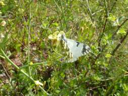 Euchloe ausonia (Hübner (1804)) resmi