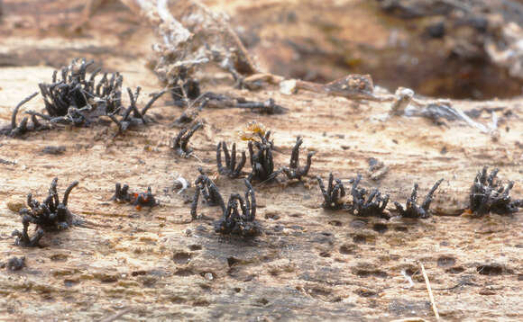 Image of Peroneutypa scoparia (Schwein.) Carmarán & A. I. Romero 2006