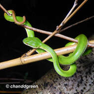 Слика од Trimeresurus albolabris Gray 1842