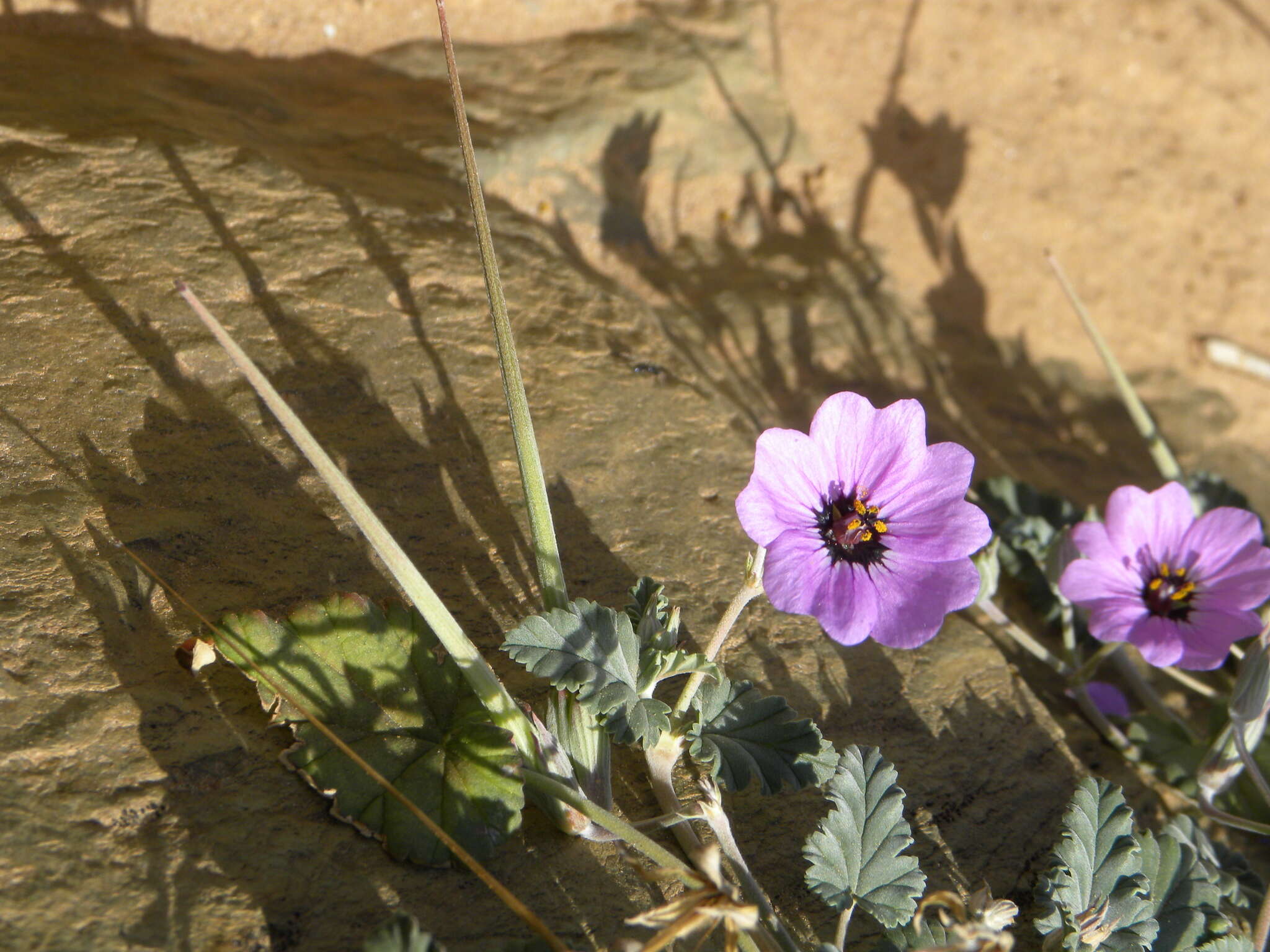 Image of Erodium guttatum (Desf.) Willd.