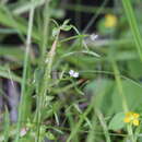 Image of Stylidium alsinoides R. Br.